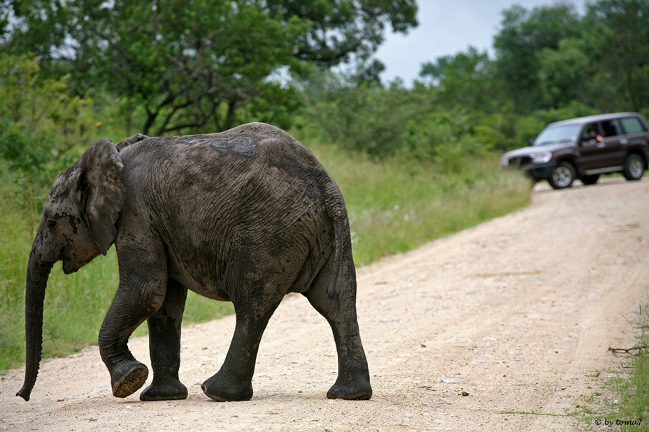 Kruger National Park