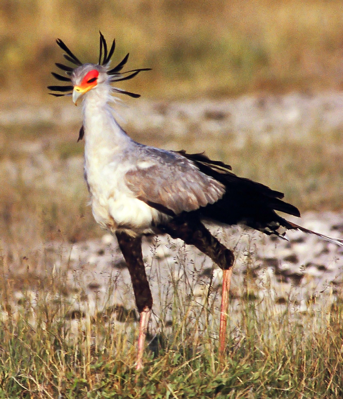 Sagittarius serpentarius, Secretarybird