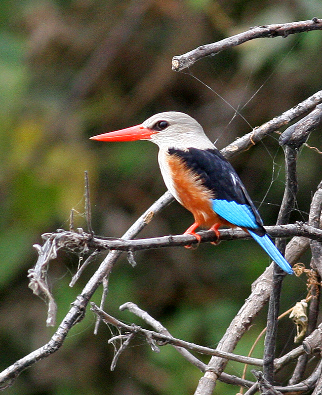 Halcyon leucocephala, Grey-headed Kingfisher