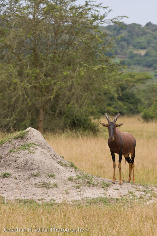 Uganda Animals-9.jpg