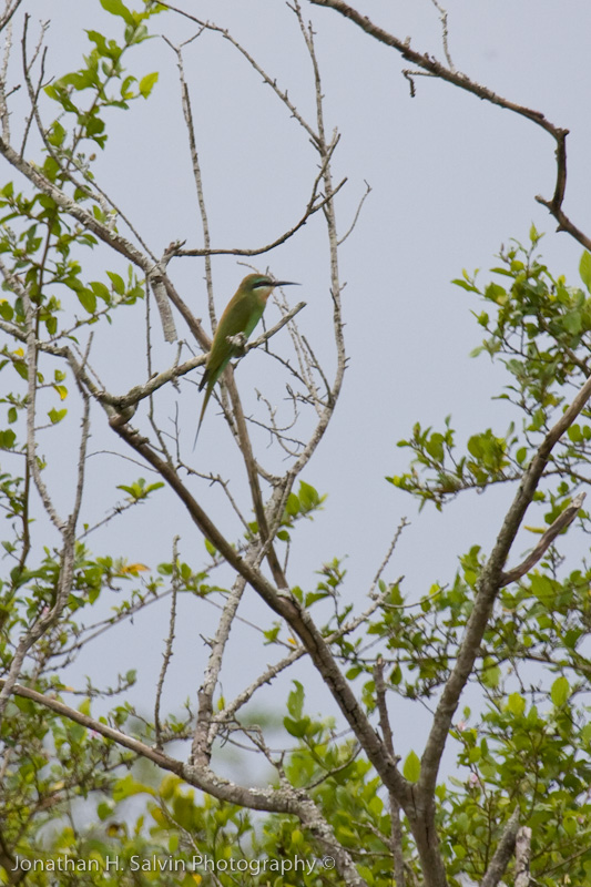 Uganda Birds-1.jpg