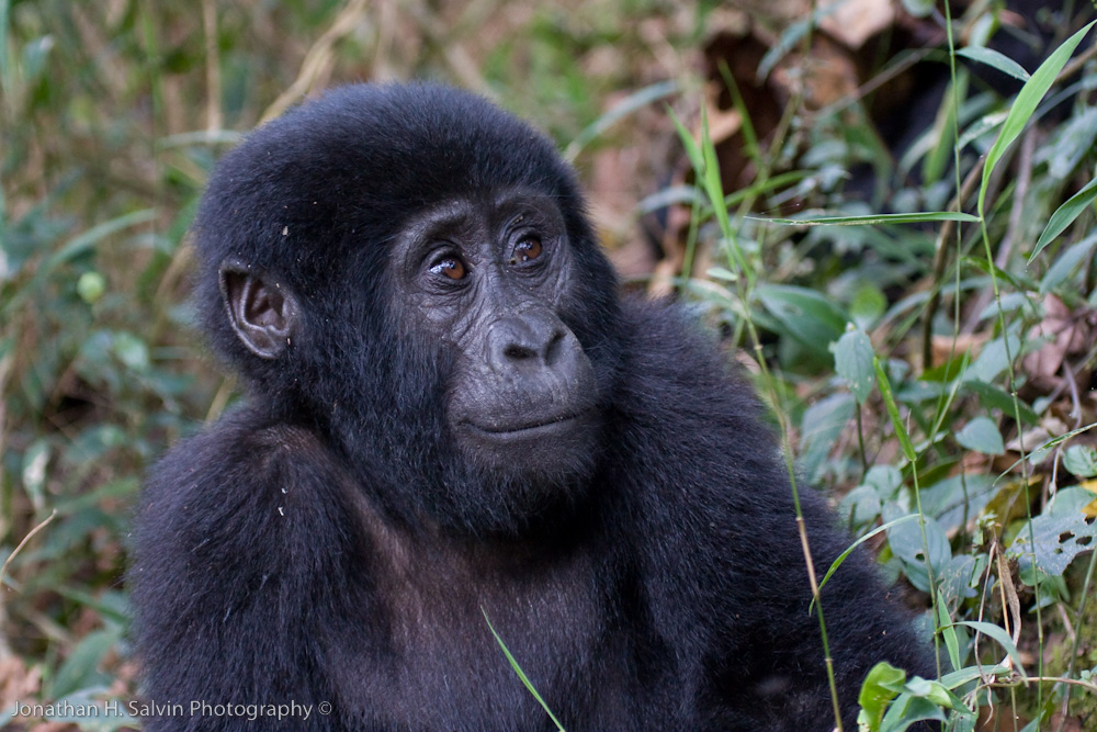 Bwindi Mountain Gorilla-123.jpg