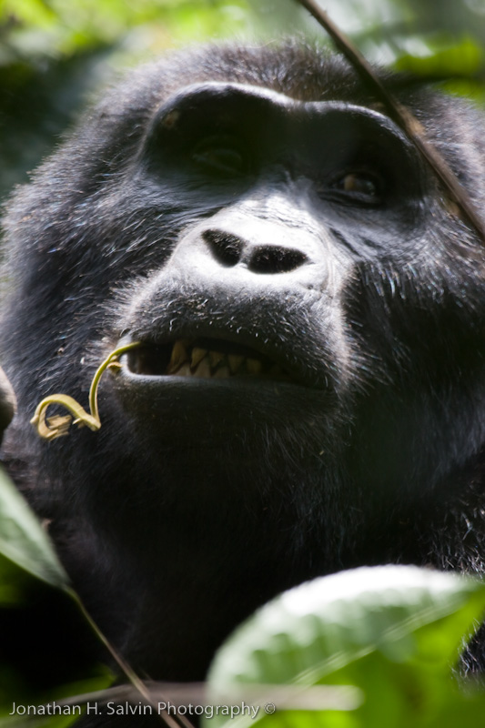 Bwindi Mountain Gorilla-346.jpg