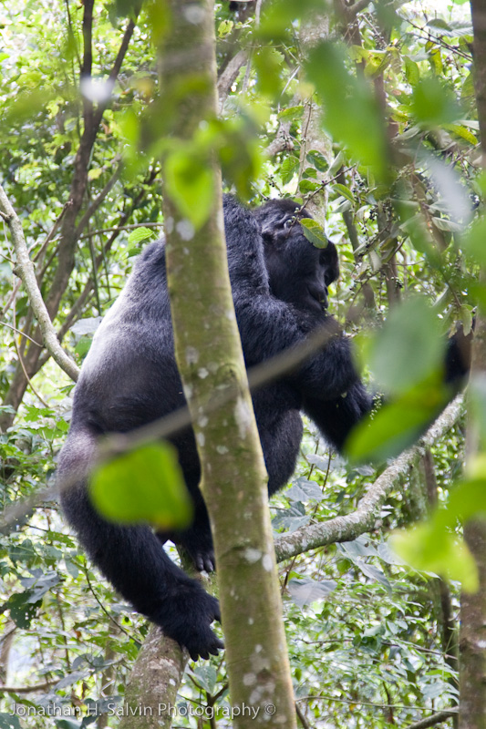 Bwindi Mountain Gorilla-75.jpg
