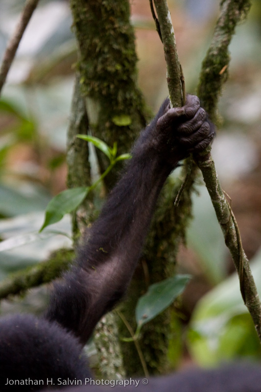 Bwindi Mountain Gorilla-790.jpg