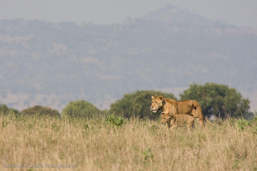 Uganda Lion-70.jpg