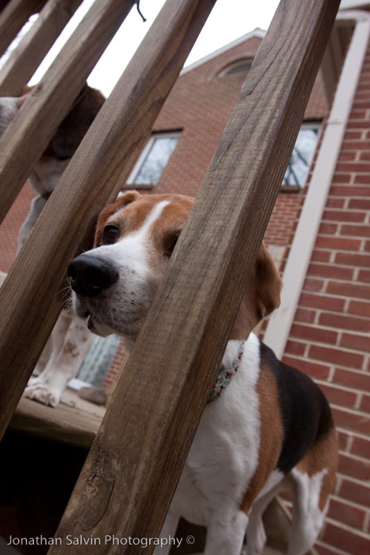 Lucy 2009-17.jpg