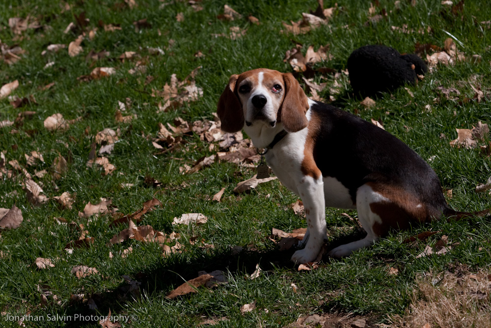 Lucy 2009-34.jpg