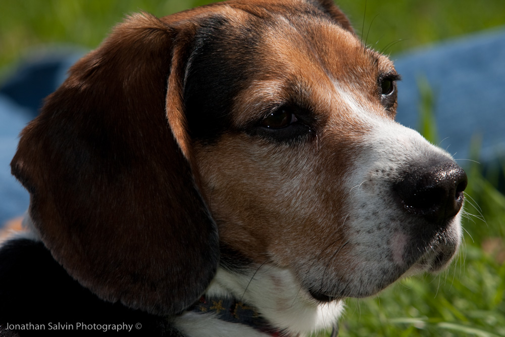 Spike 2009-18.jpg