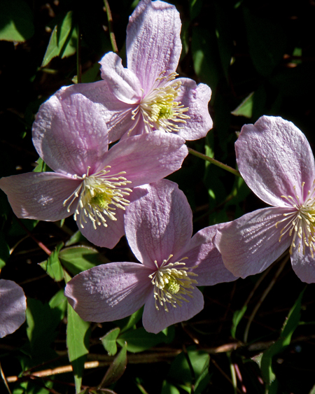 Inverewe Garden  -  Poolewe