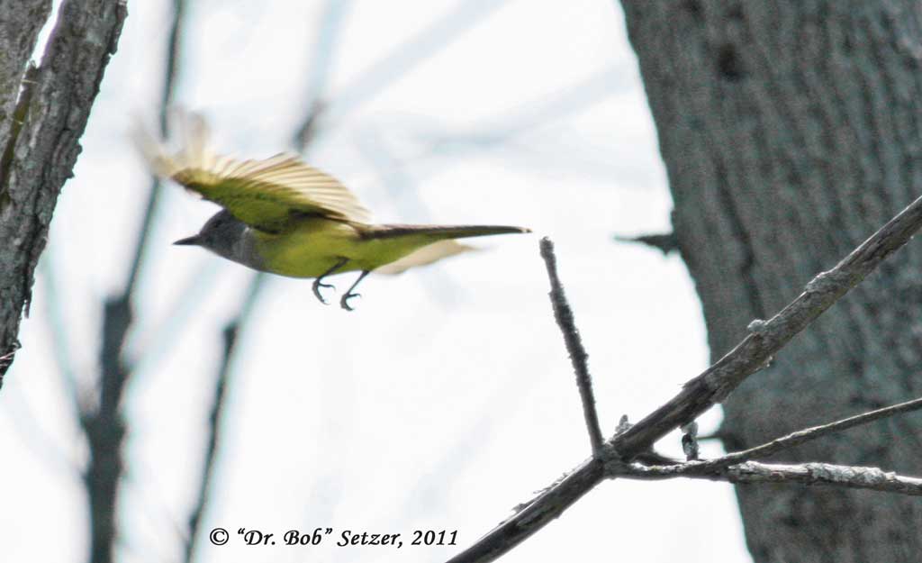 8844 GC Flycatcher-flying