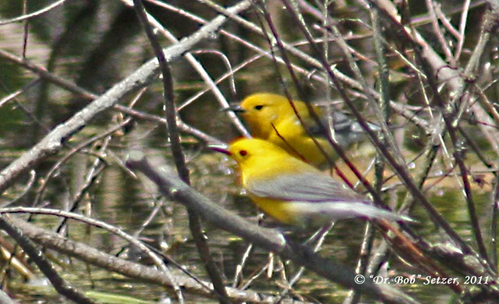 8625 Prothonotary Pair in love at Bloomfield Hills