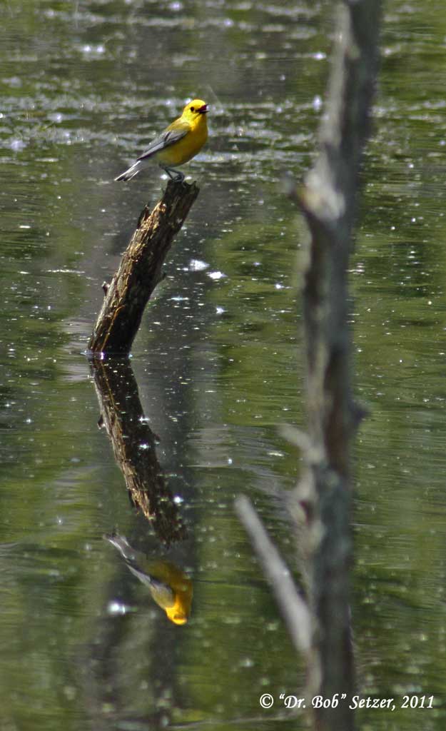 8604 Prothonotary Warbler Bloomfield Hills