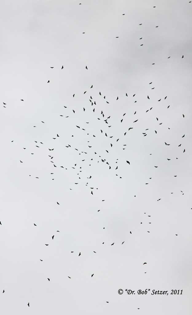 0074-Broadwing-Hawk-dots