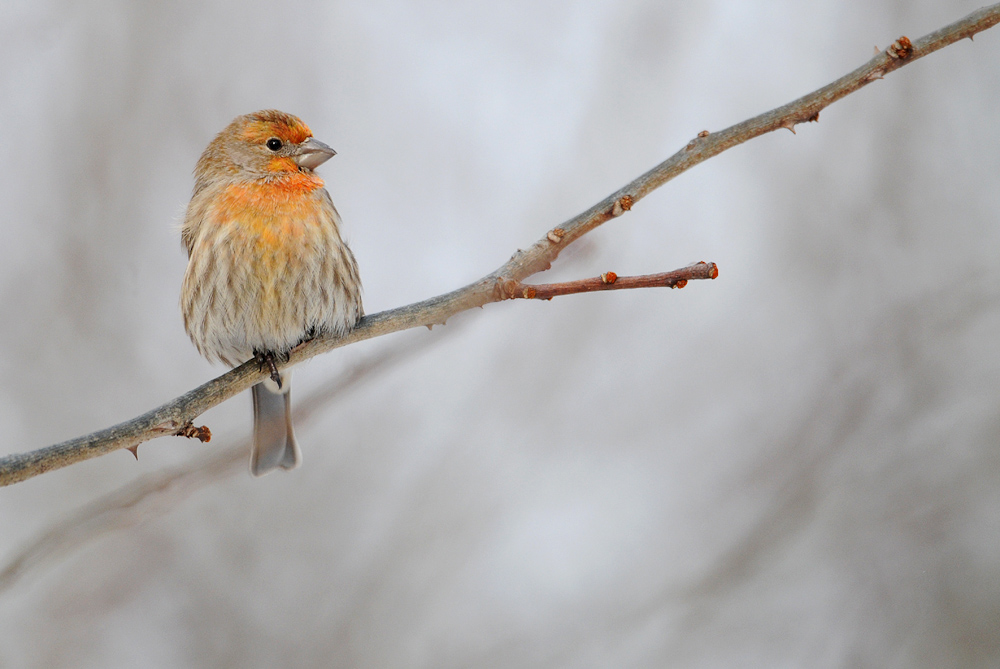  Roselin familier, juvnile -- House Finch, juvenile