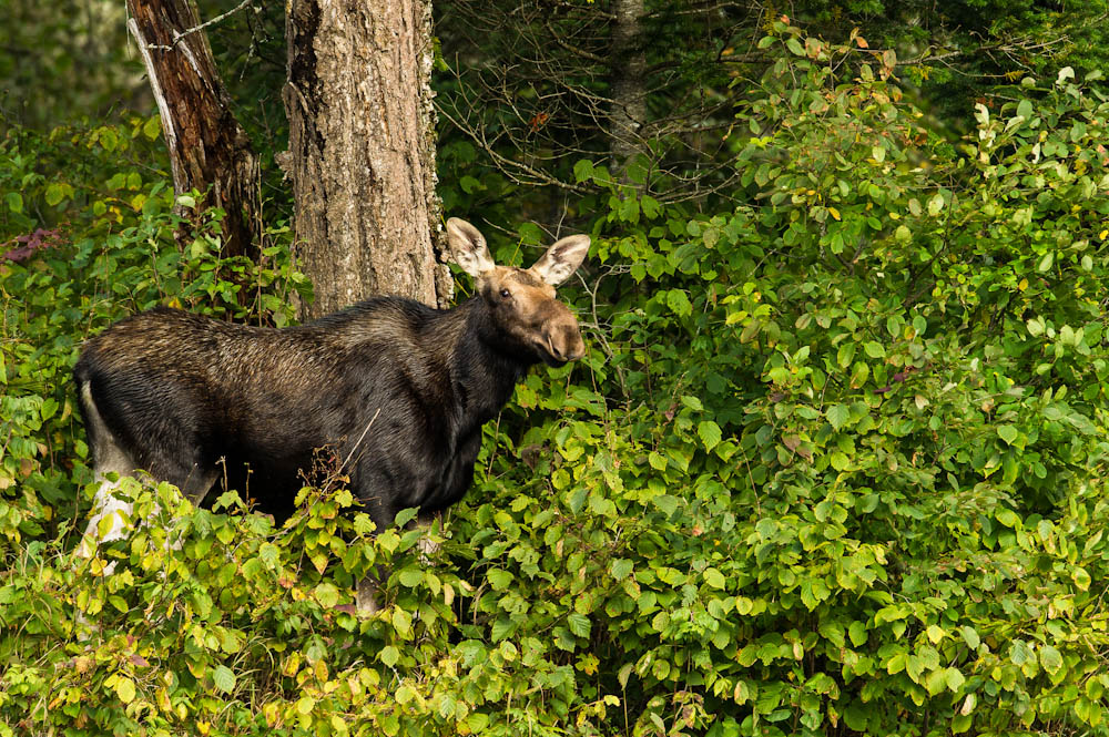 Orignal -- Moose