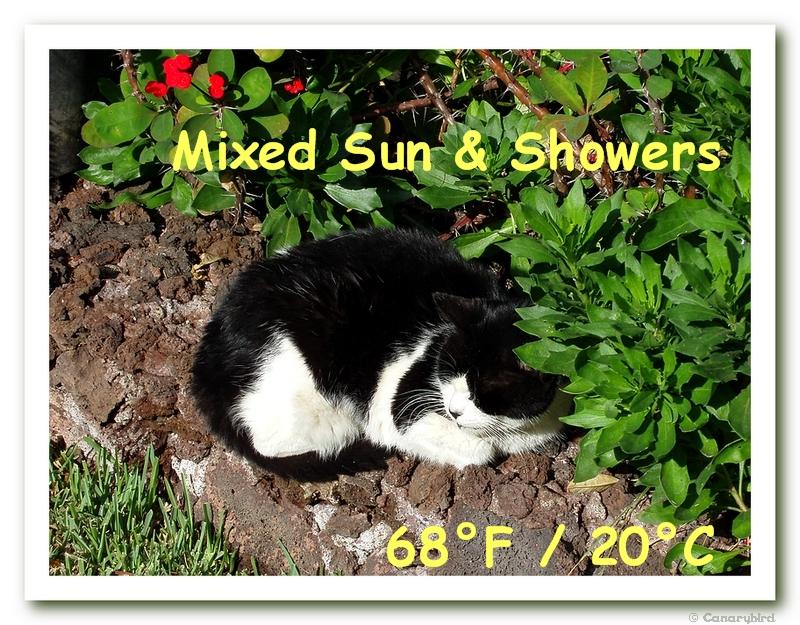 Cat Weather:Blackie Sun.jpg