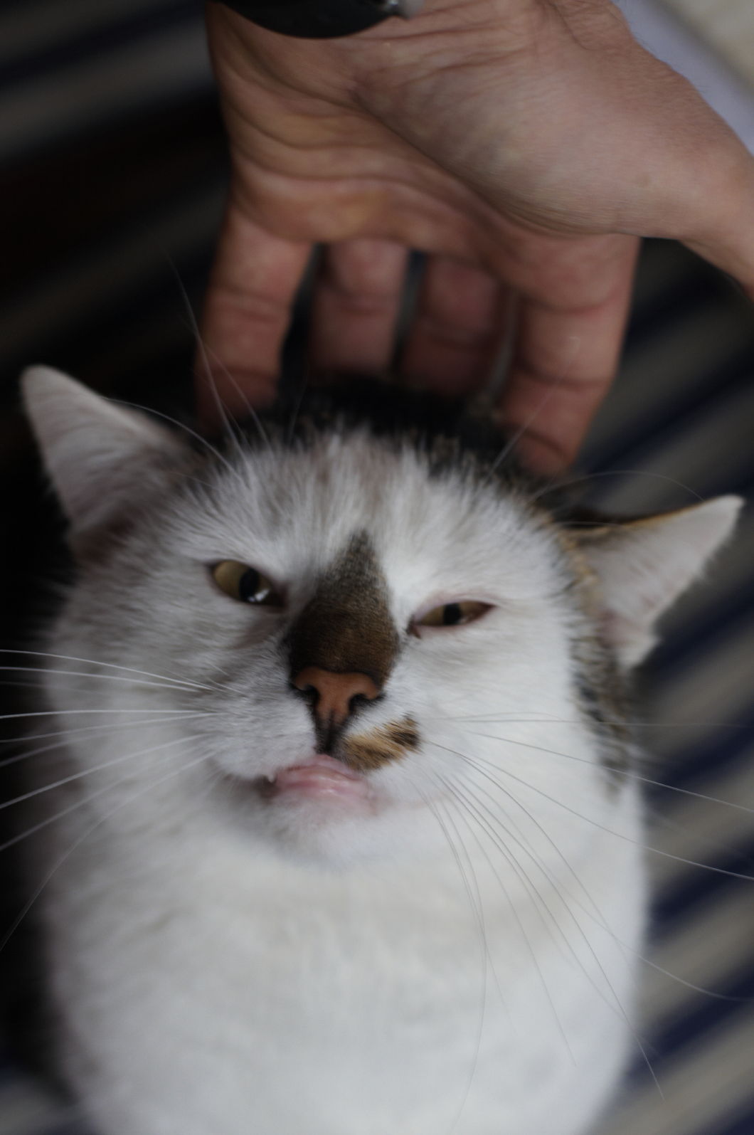 Good Cat!