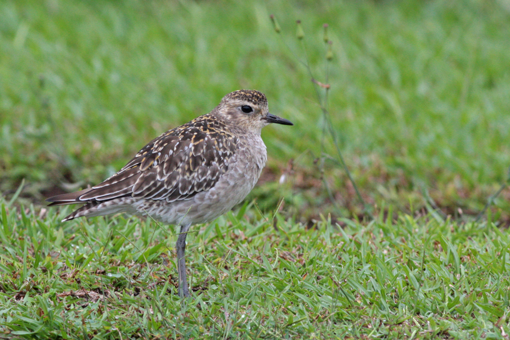 Kolea (Pacific Golden-Plover)