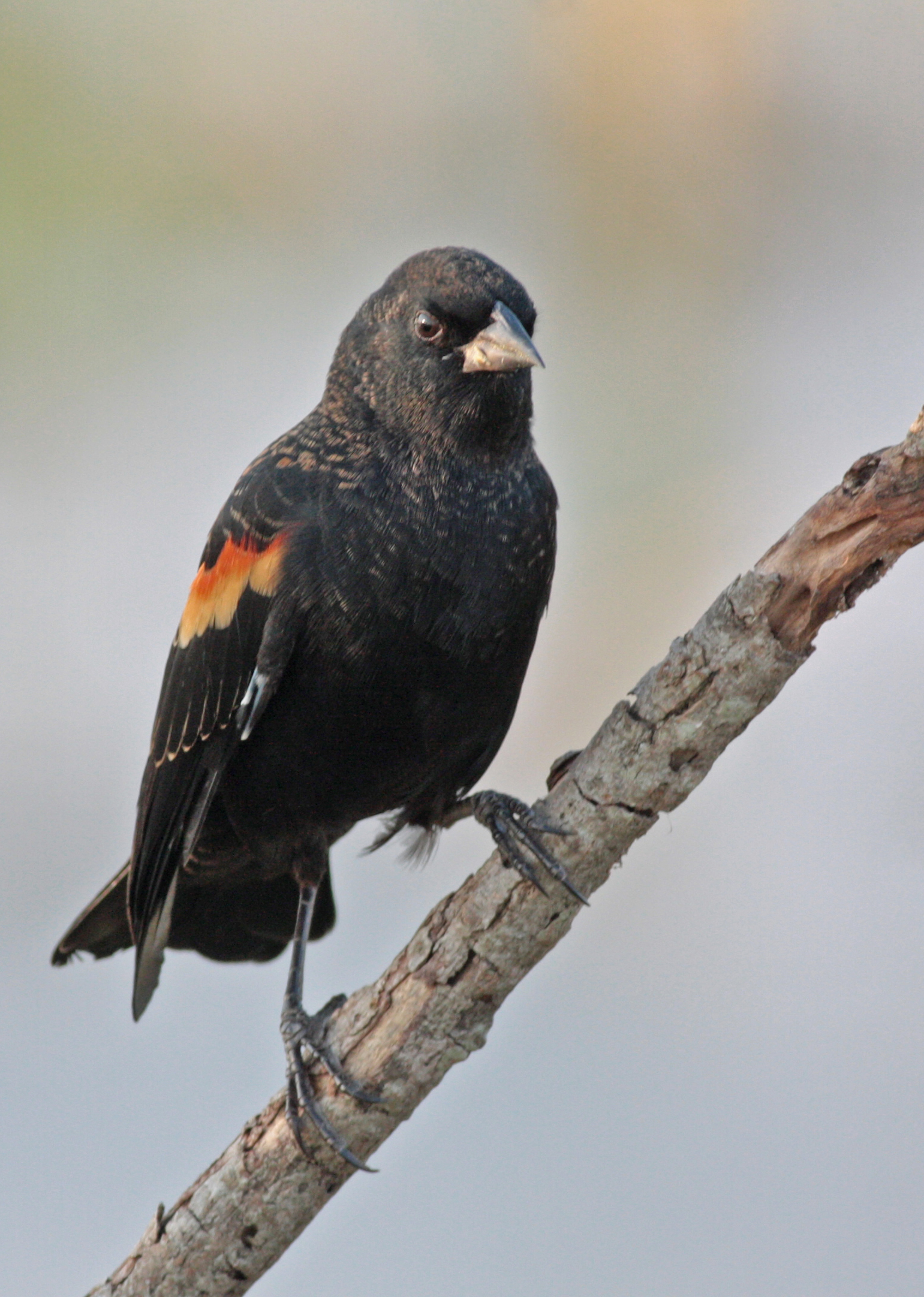 Red-winged blackbird