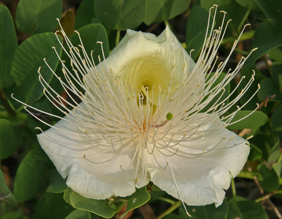 Maiapilo