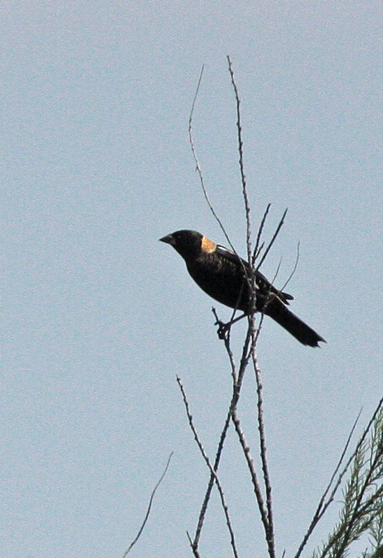 Bobolink