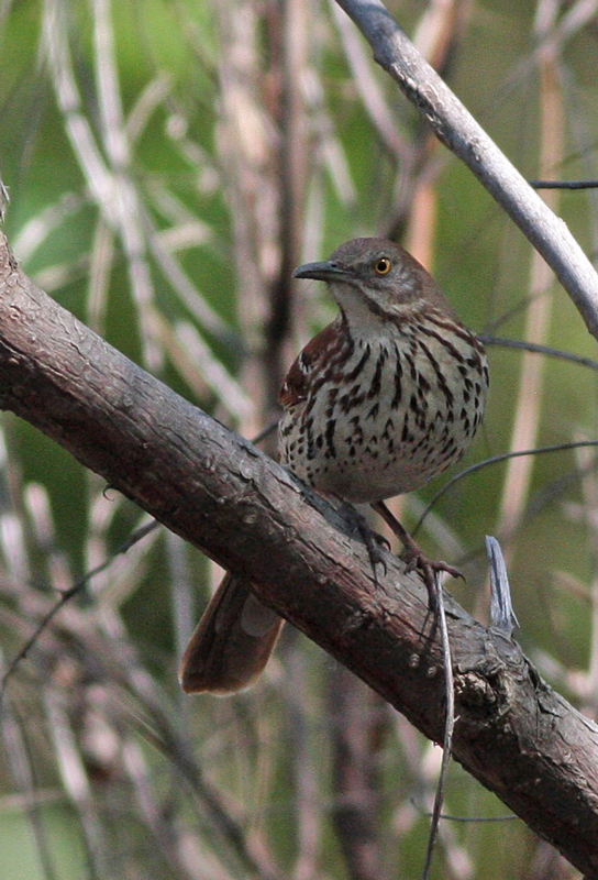 Brown Thrasher