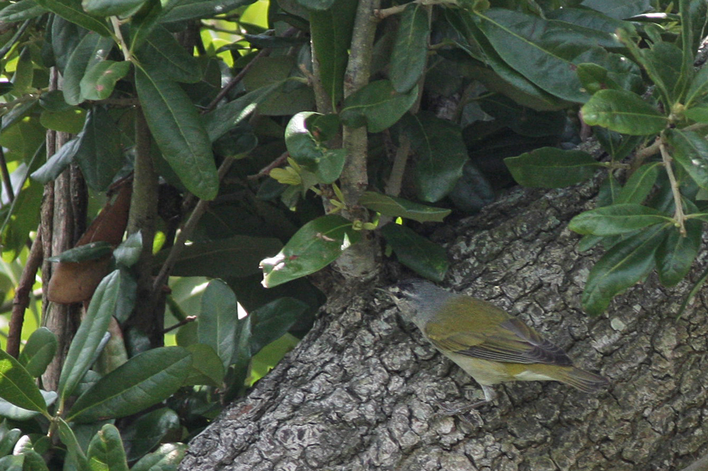 Tennessee Warbler