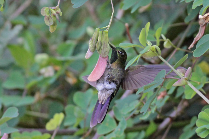 Glowing Puffleg