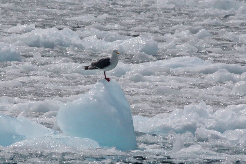 Gull on perch