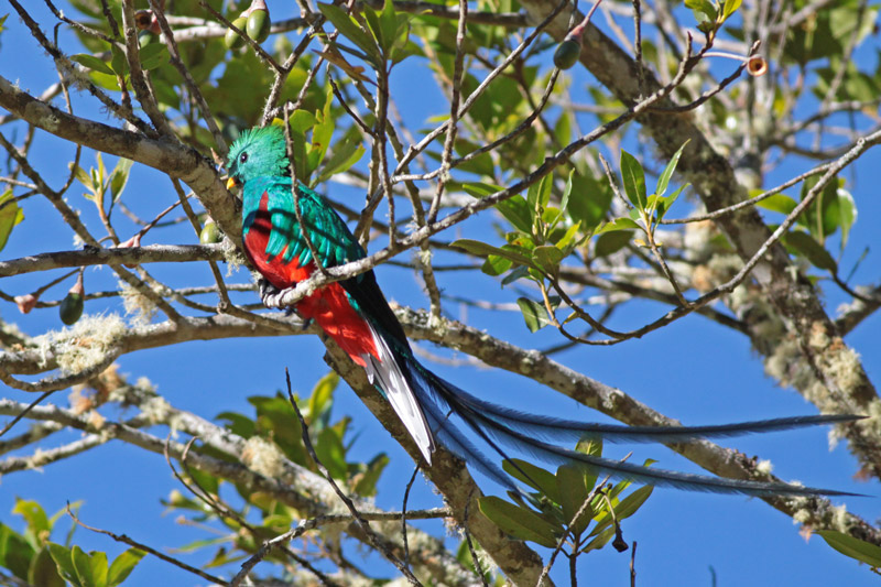 Resplendent Quetzal