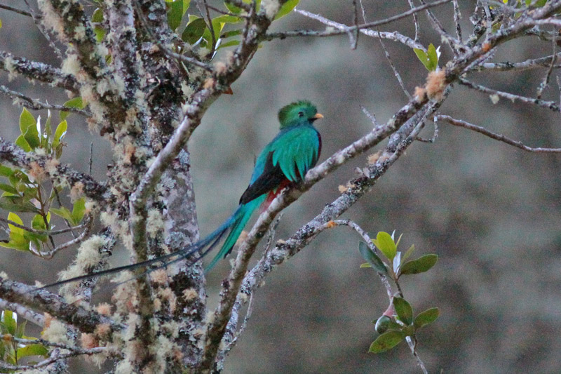 Resplendent Quetzal
