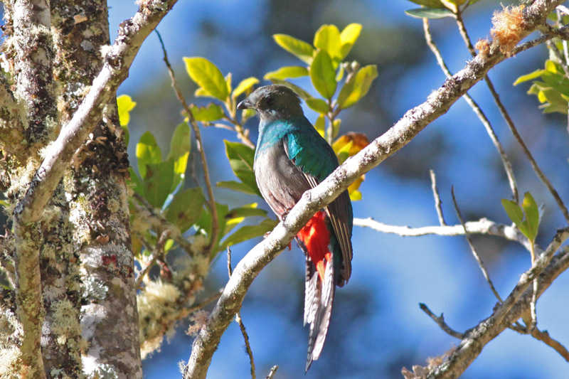 Resplendent Quetzal