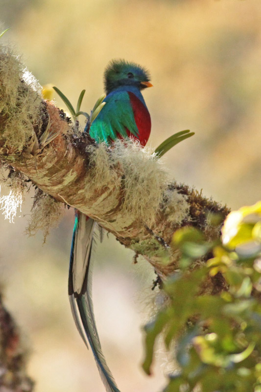 Resplendent Quetzal