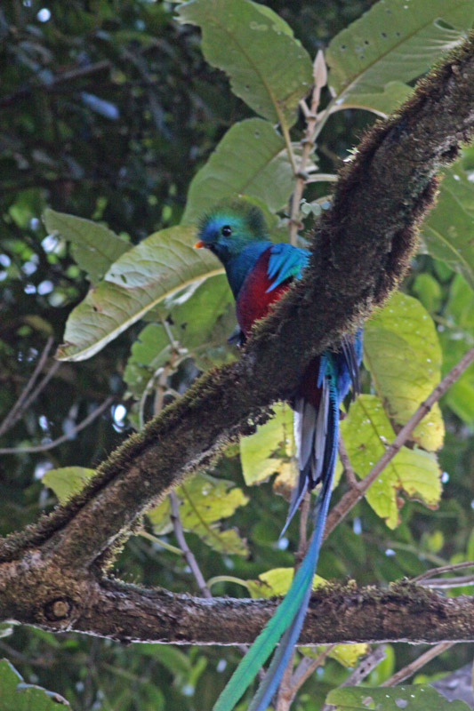 Resplendent Quetzal