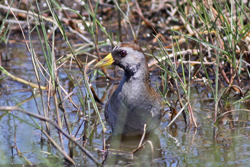 Sora