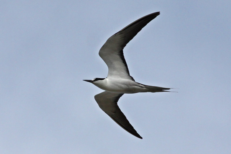 `Ewa`ewa (Sooty Tern)