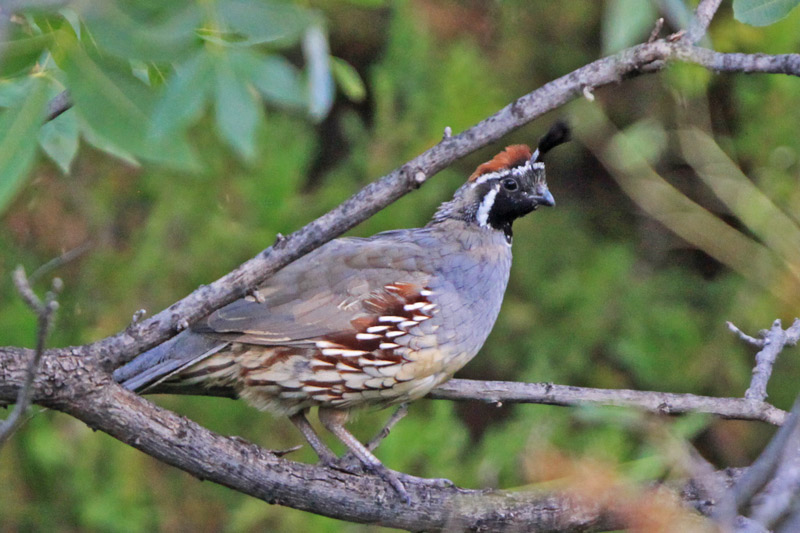 Gambels Quail