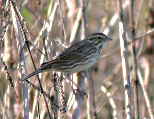 Savannah sparrow