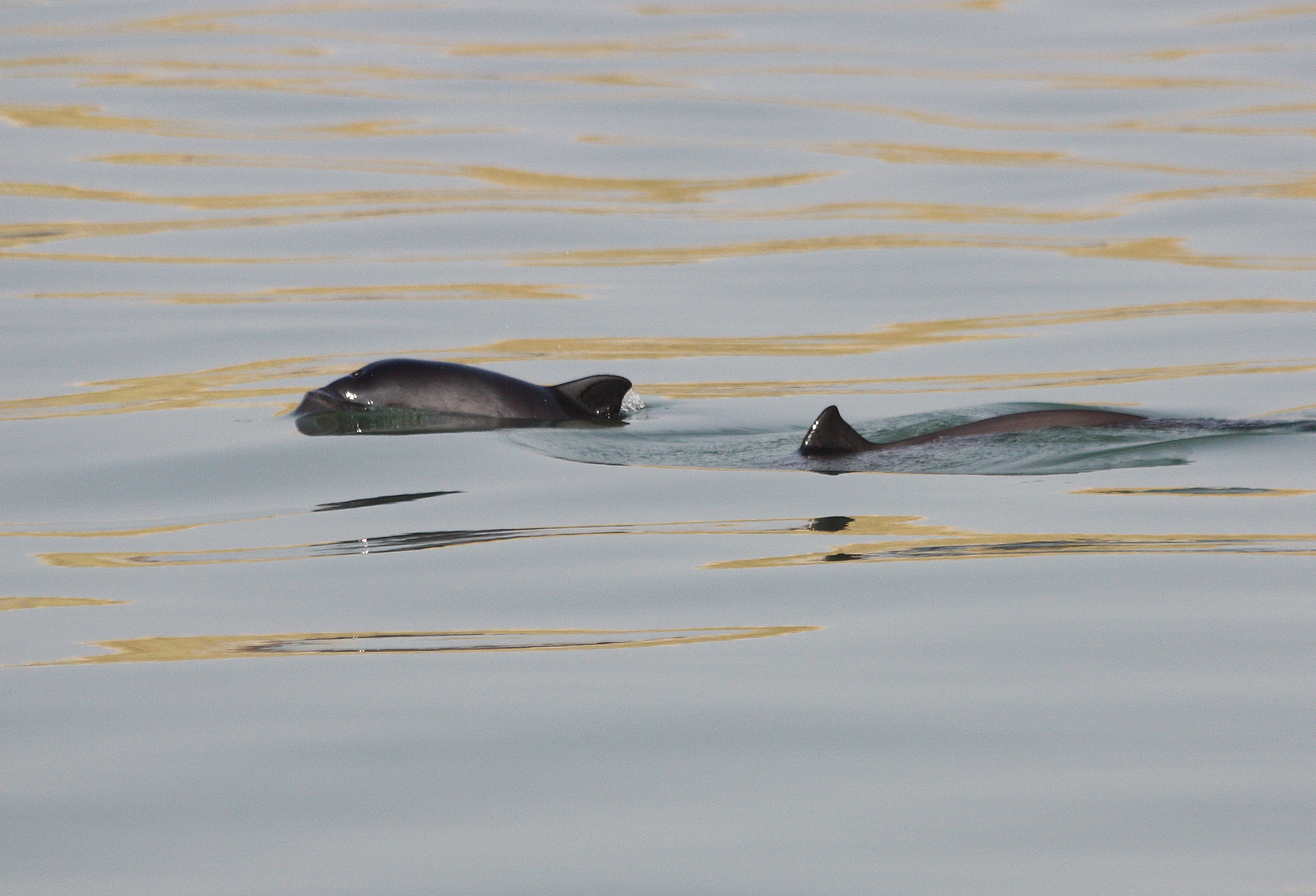 Harbour Porpoise / Bruinvis - mother and calf II