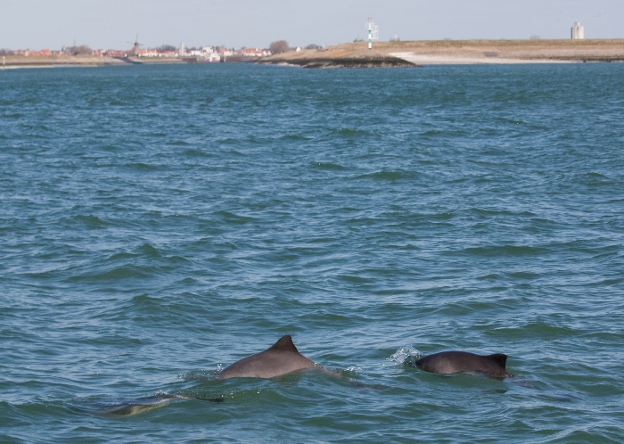 Harbour porpoises near Zierikzee
