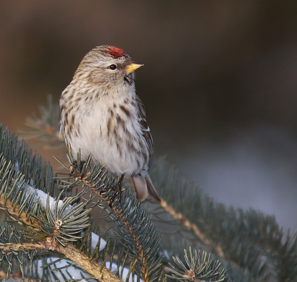 Sizerin Flamm - Common Redpoll