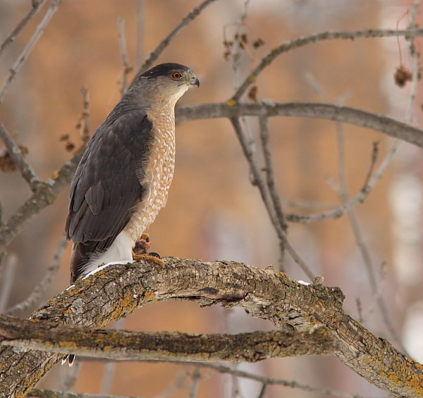 pervier de Cooper  - Cooper`s  Hawk 