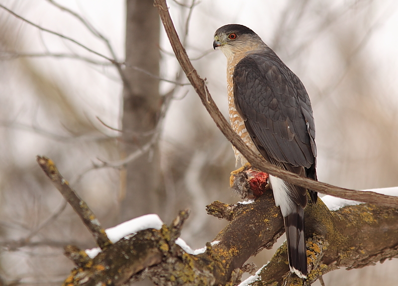 pervier de Cooper - Cooper`s  Hawk 