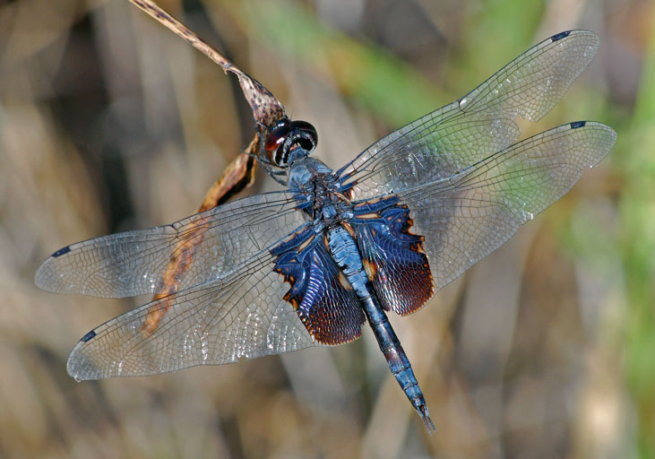 Black Saddlebags