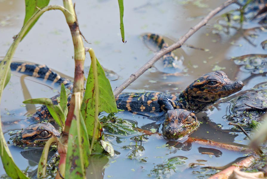 American Alligator hatchlings