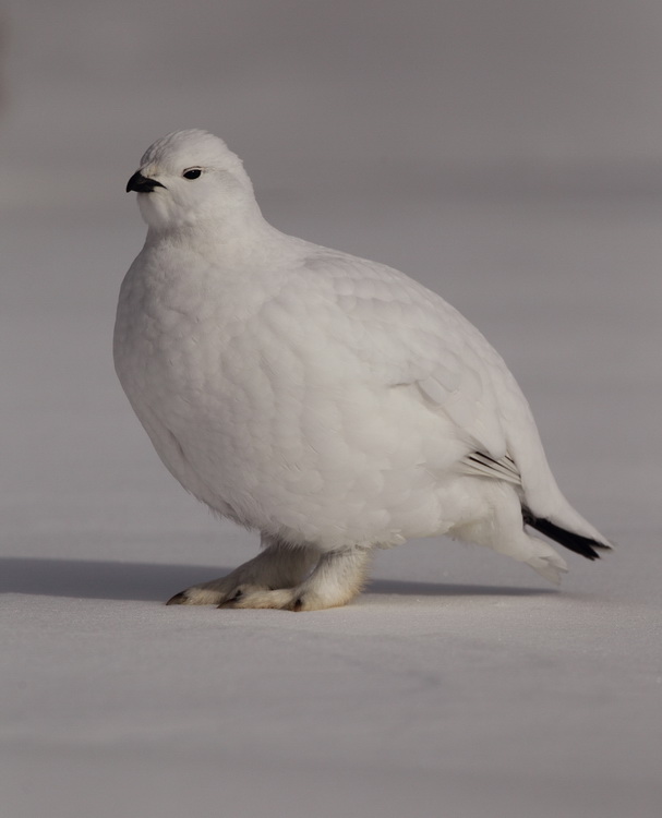 willow ptarmigan -- lagopede des saules