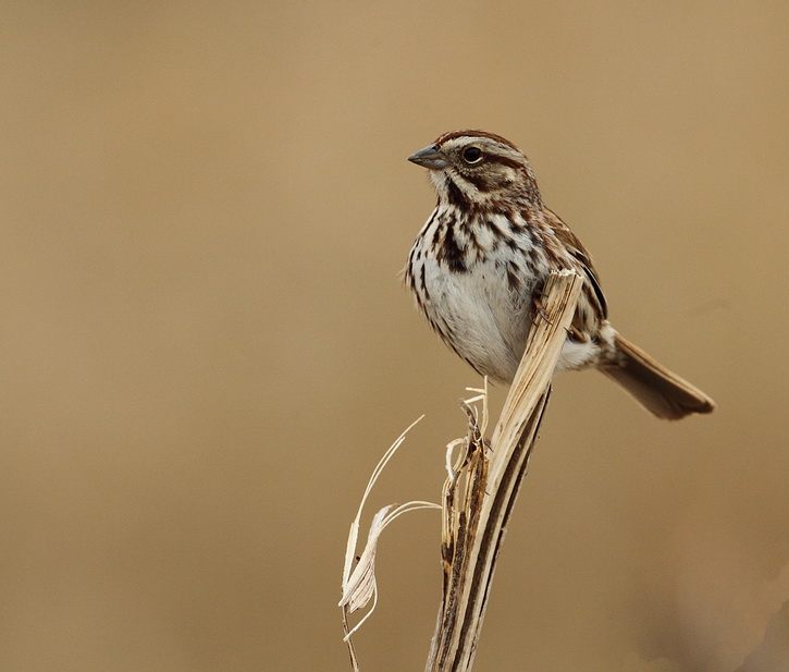 song sparrow -- bruant chanteur