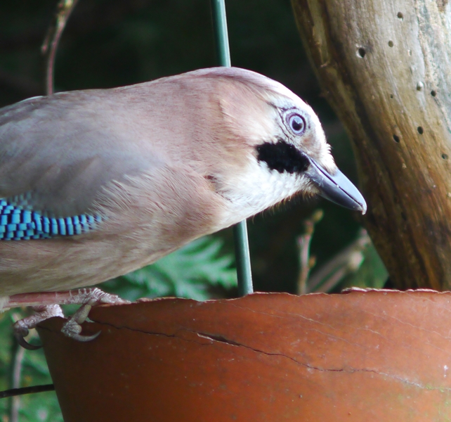 Jay Portrait