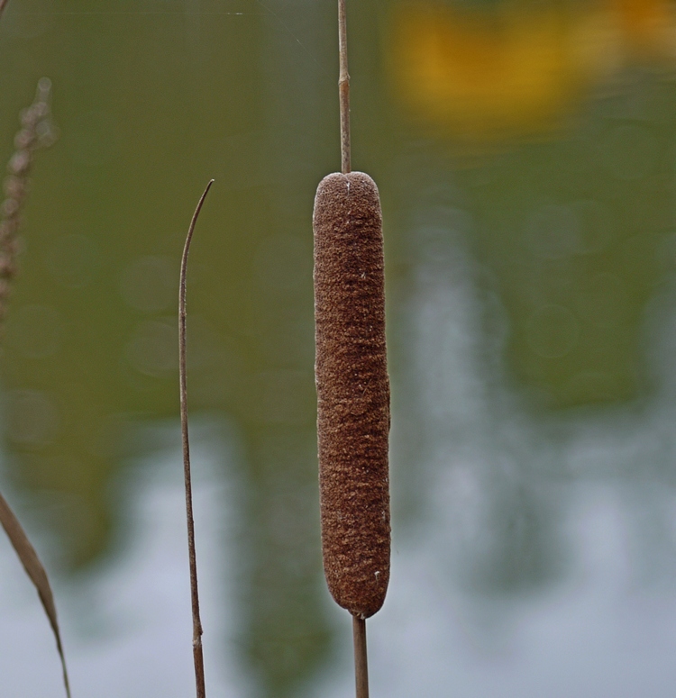 Cattail in the Park Lake